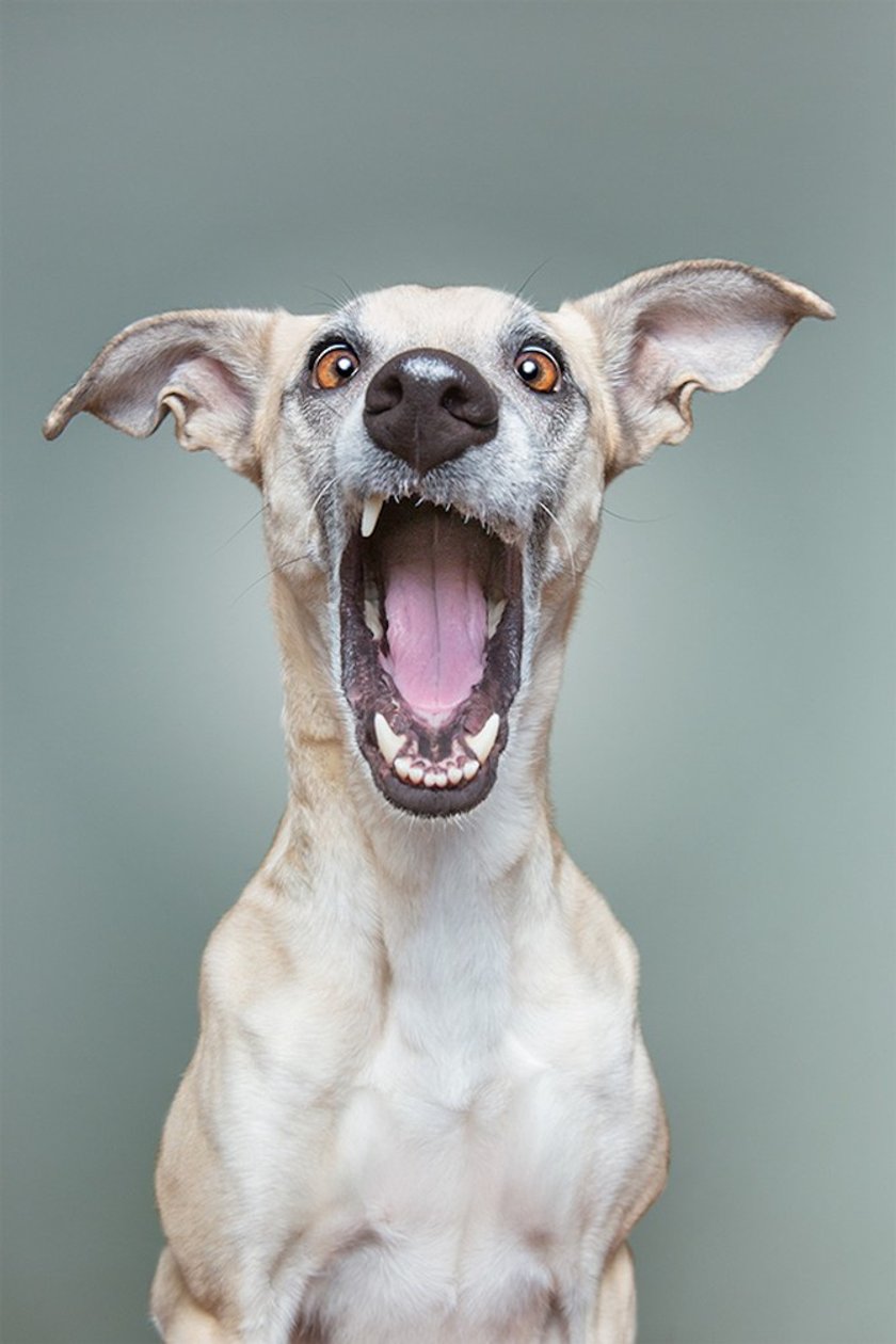 All-Time happiest dogs by Elke Vogelsang | Skylum Blog(6)