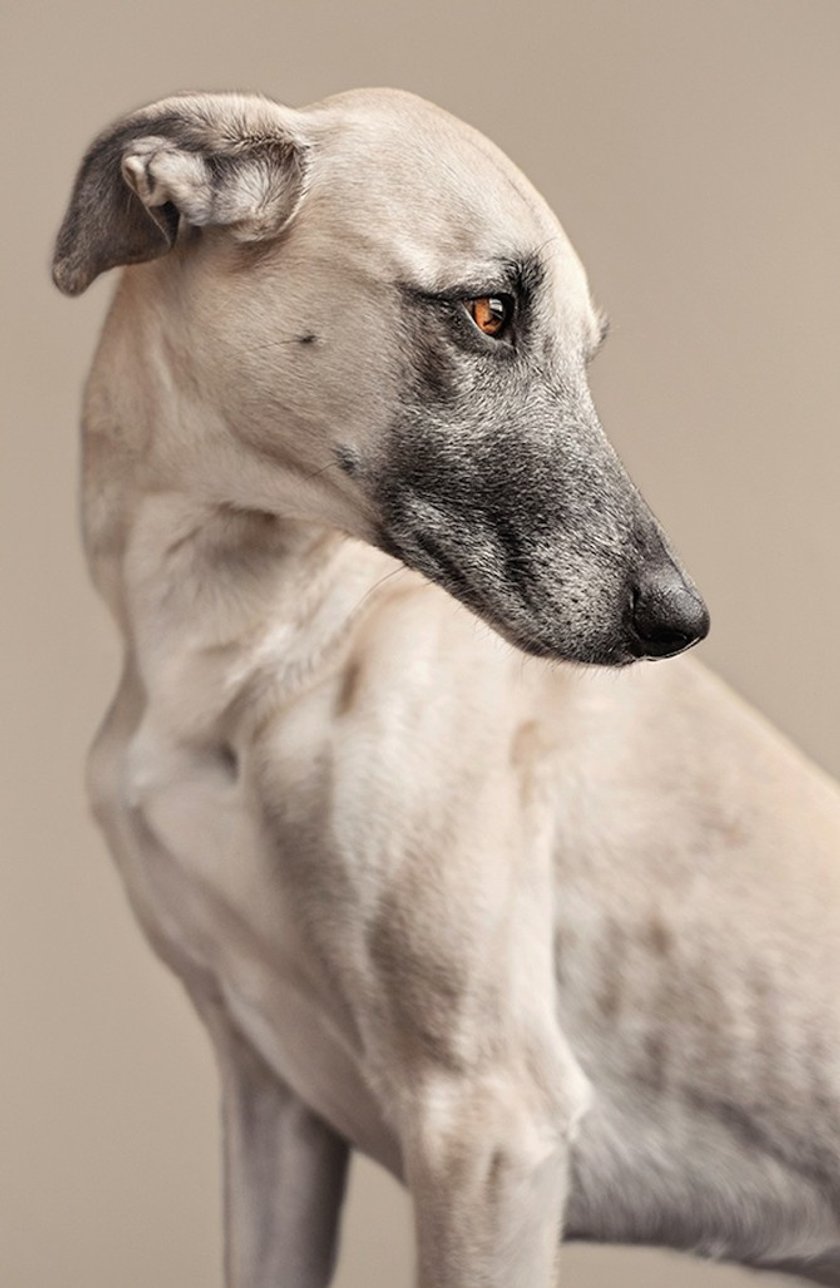 All-Time happiest dogs by Elke Vogelsang | Skylum Blog(7)