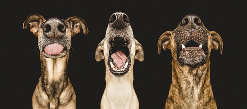 All-time happiest dogs by Elke Vogelsang Image7