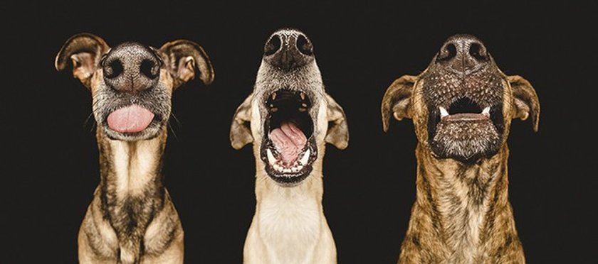 All-Time happiest dogs by Elke Vogelsang | Skylum Blog(8)