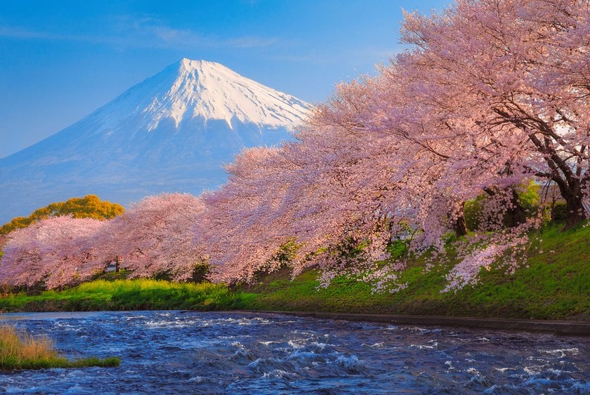 Japan Cherry Blossom Festival 2024: A Detailed Guide | Skylum Blog(10)