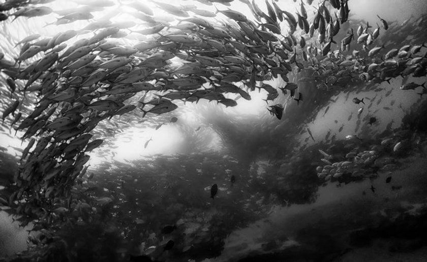 Photo inspiration:  Anuar Patjane and his Underwater Realm Image5