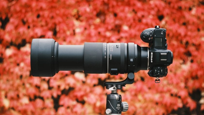 Bird Photography Lenses: Top 5 Lens Picks | Skylum Blog(5)