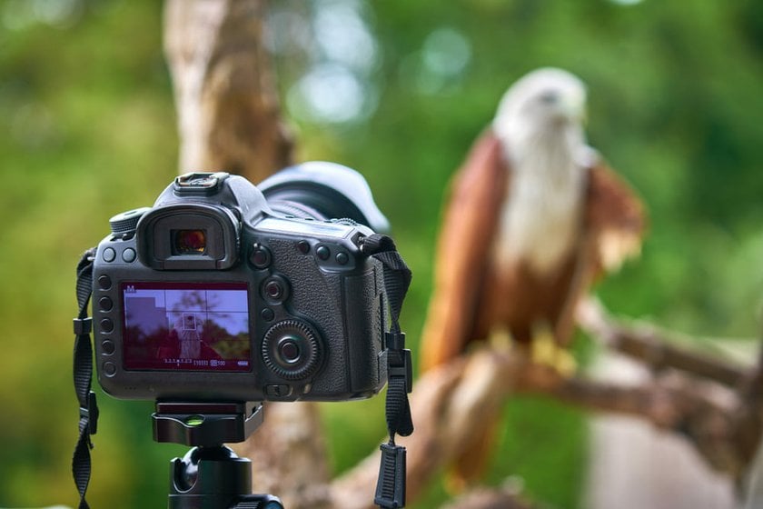 Bird Photography Lenses: Top 5 Lens Picks | Skylum Blog(8)