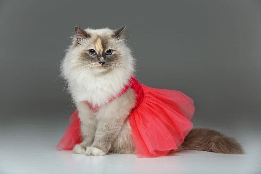 Cute Kitty in a Dress | Skylum Blog