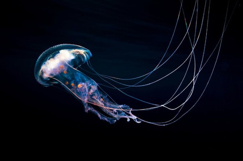 The 50 most amazing photos and videos of the oceans | Skylum Blog(4)