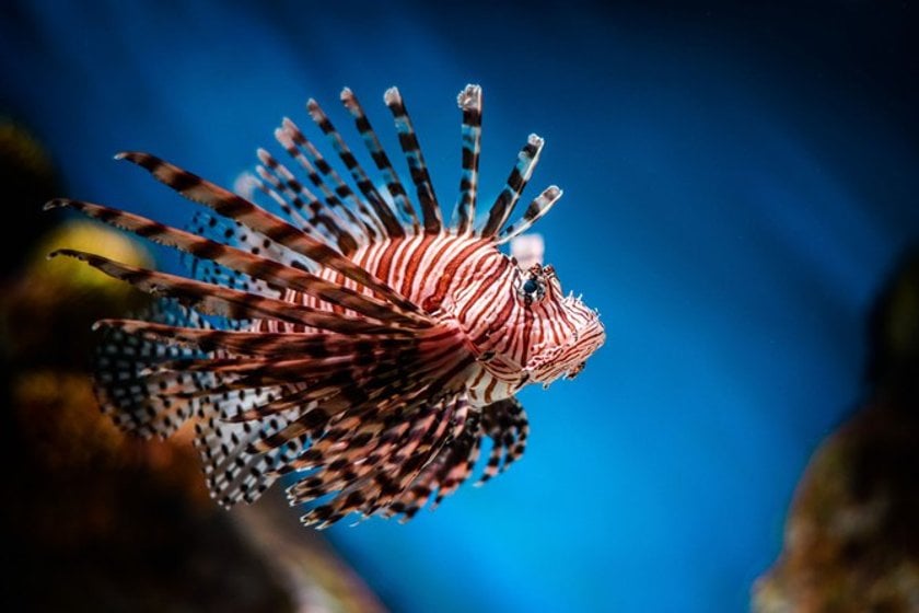 The 50 most amazing photos and videos of the oceans | Skylum Blog(7)