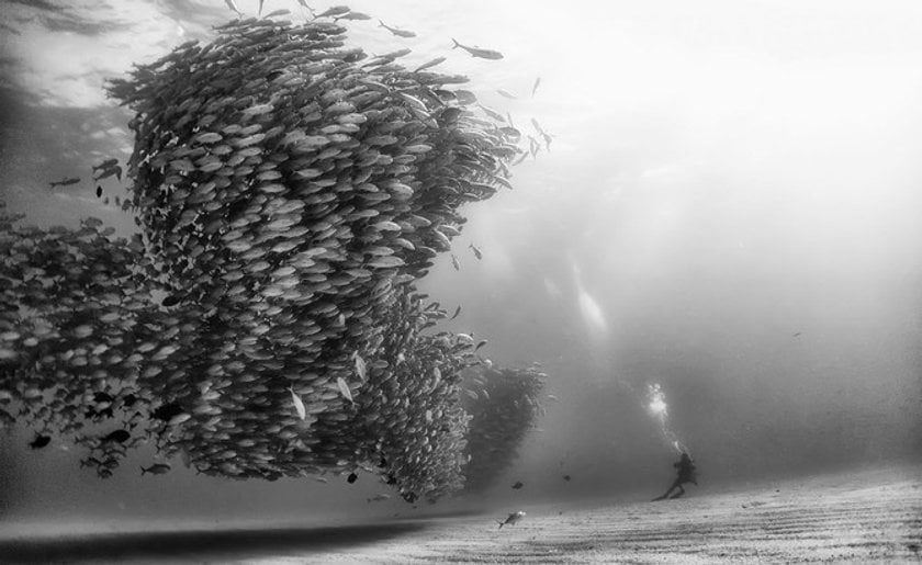 The 50 most amazing photos and videos of the oceans(14)