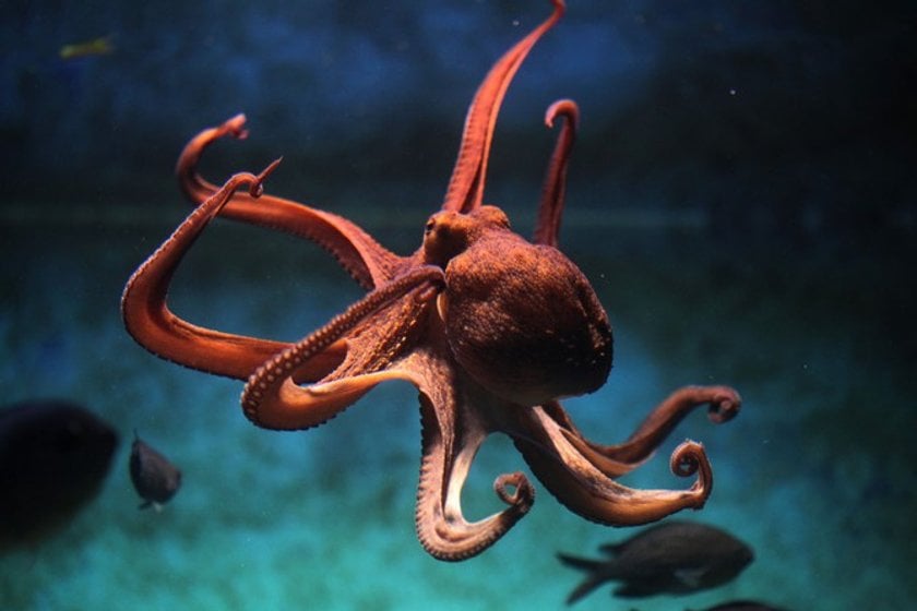 The 50 most amazing photos and videos of the oceans(16)