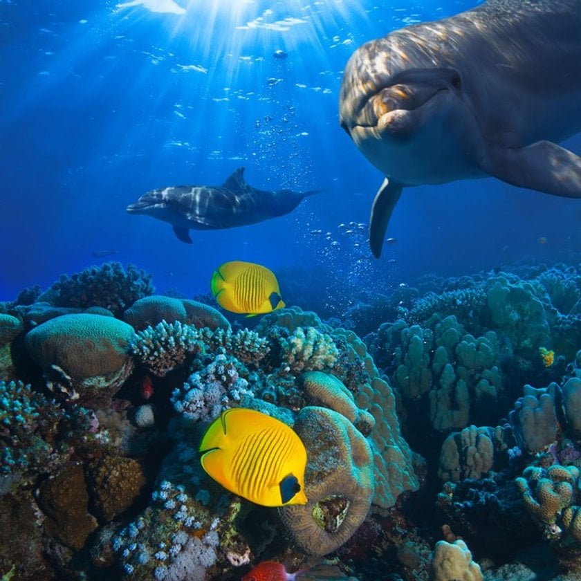 The 50 most amazing photos and videos of the oceans(22)