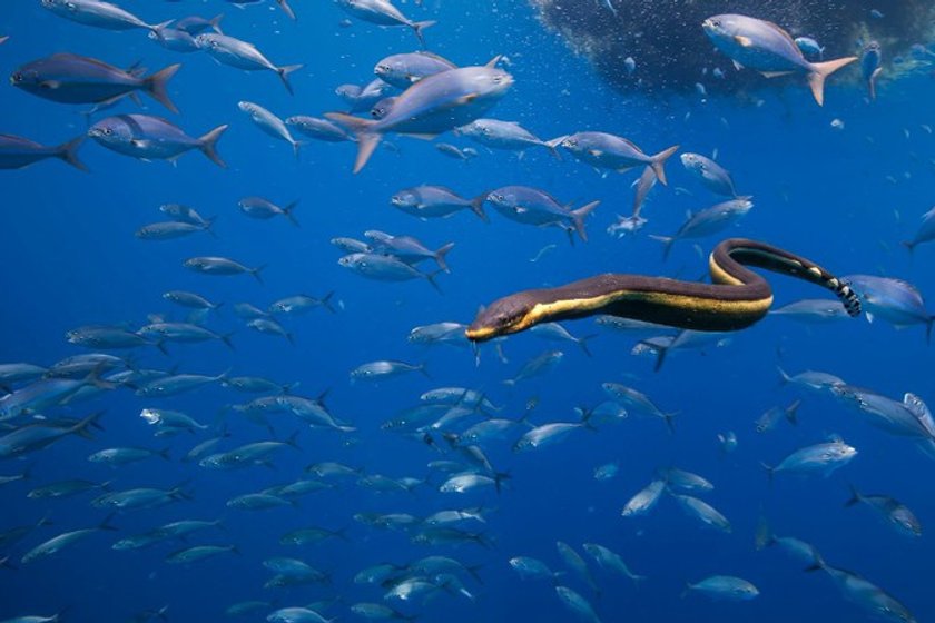 The 50 most amazing photos and videos of the oceans | Skylum Blog(33)