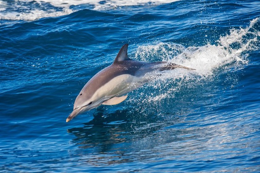 The 50 most amazing photos and videos of the oceans | Skylum Blog(36)