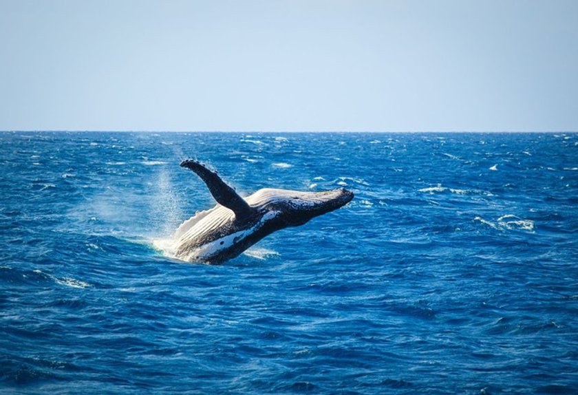 The 50 most amazing photos and videos of the oceans | Skylum Blog(37)