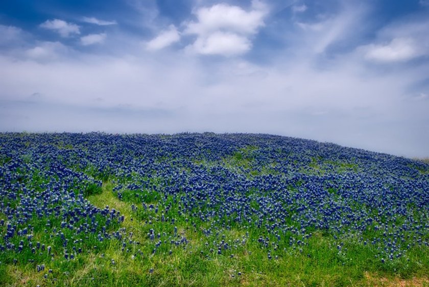 Blooming season: Capturing Spring’s Spirit Image2