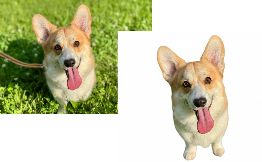 Photos of corgis with and without backgrounds | Skylum Blog