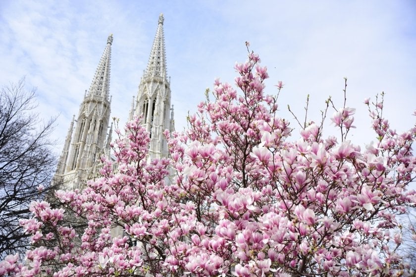 Photo of cherry blossoms against the backdrop of architecture | Skylum Blog