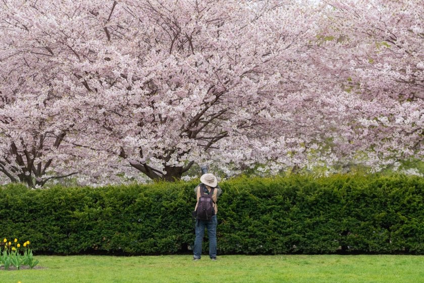 A photographer takes pictures of cherry blossoms | Skylum Blog