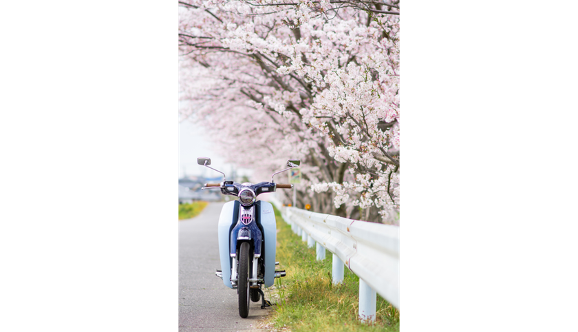 A moped near cherry blossoms | Skylum Blog