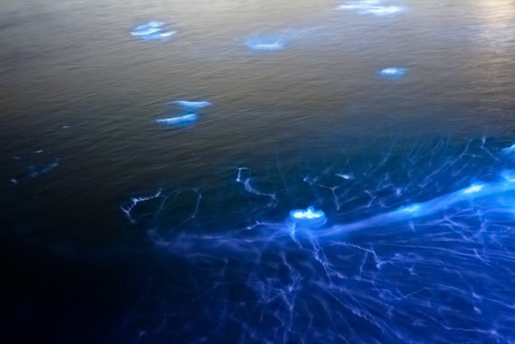 Изучают поверхность воды. Водоросль ночесветка черное море. Остров Ваадху. Фосфоресцирующий планктон. Озеро Гипселенд Австралия.