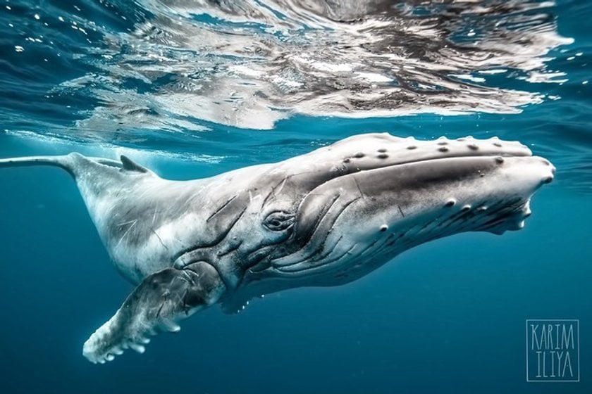 9. Whales are the largest mammals in the world