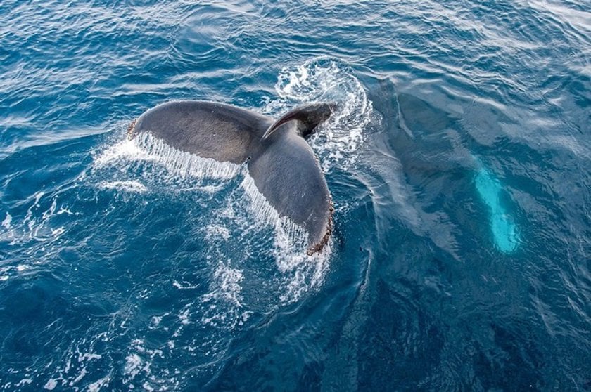 4. Whale Tails are unique(2)