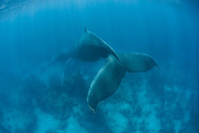 3. Whales can sink during sleep