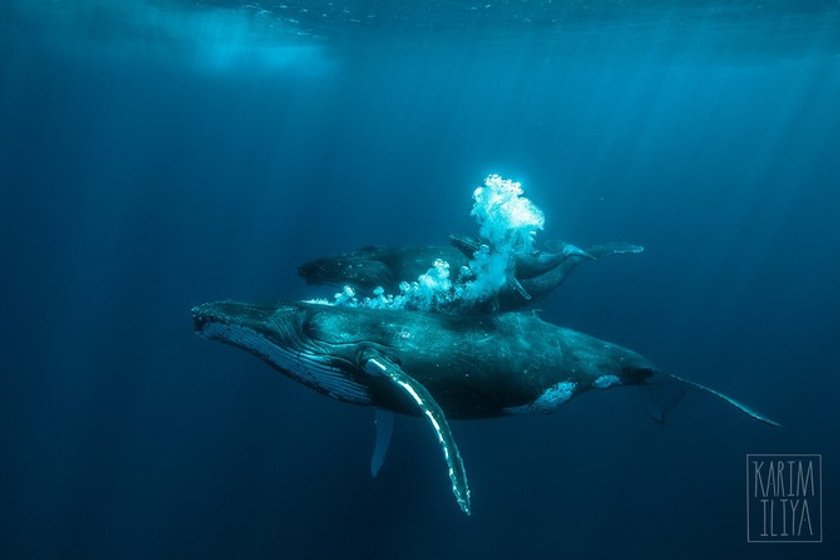 2. Whales’ milk looks like toothpaste