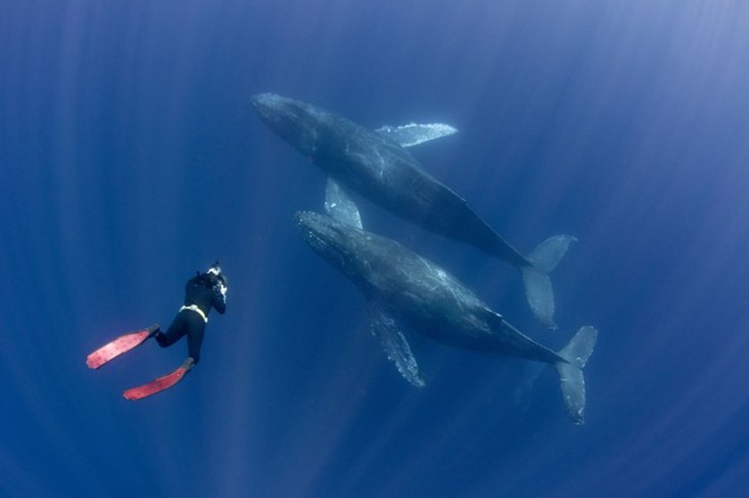 9 facts about whales you didnt know before Image8