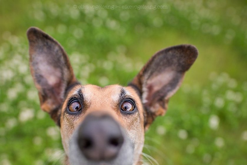 Interview: Elke Vogelsang and her pet friends | Skylum Blog(2)