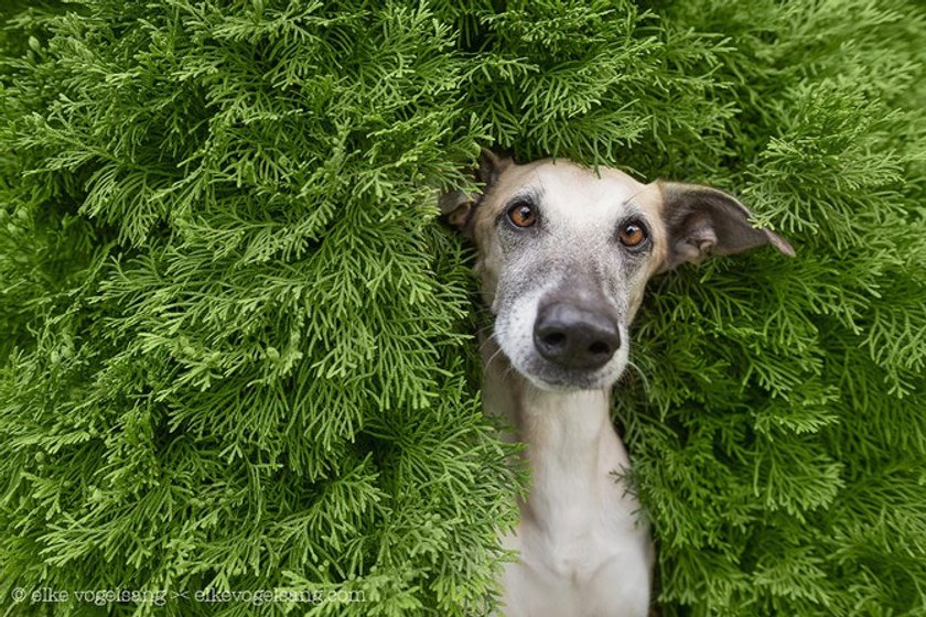 Interview: Elke Vogelsang and her pet friends | Skylum Blog(5)