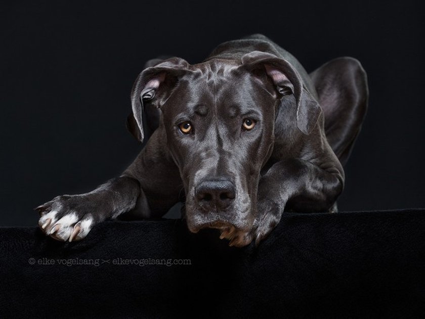 Interview: Elke Vogelsang and her pet friends | Skylum Blog(8)