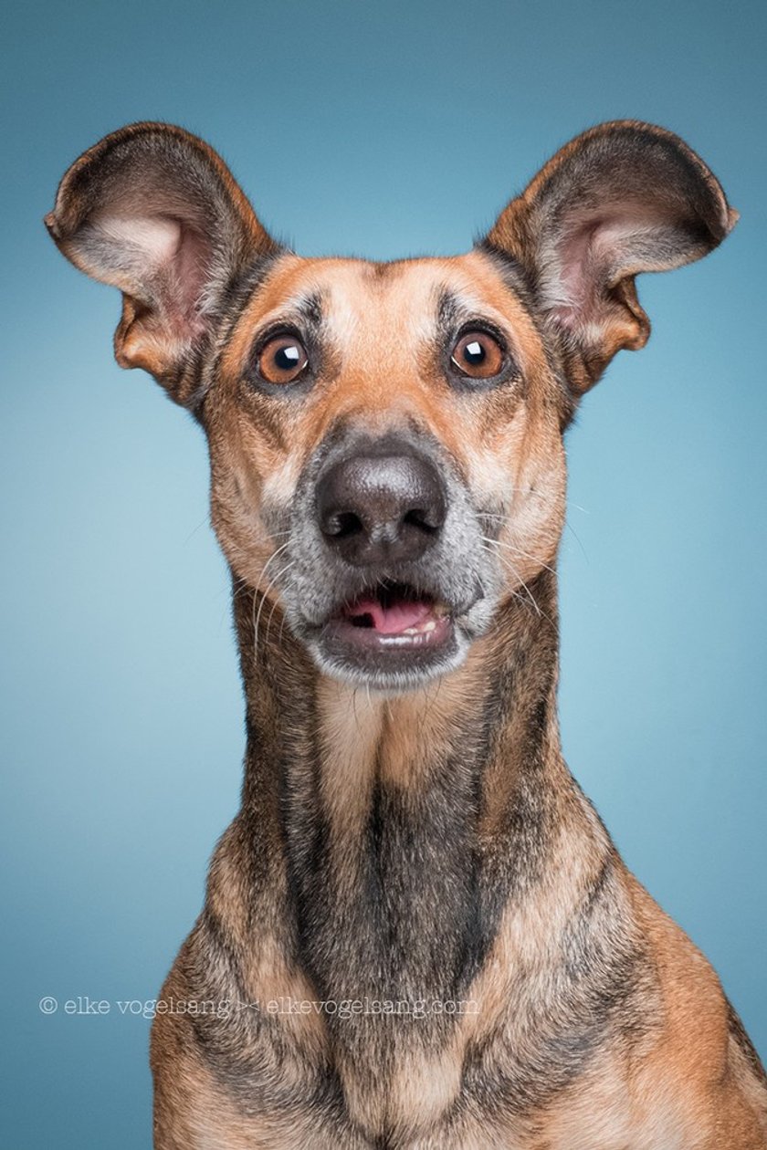 Interview: Elke Vogelsang and her pet friends