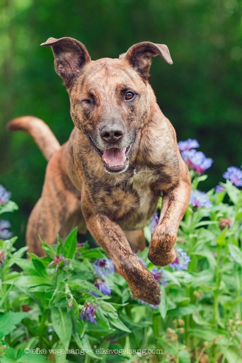 Interview: Elke Vogelsang and her pet friends | Skylum Blog(10)