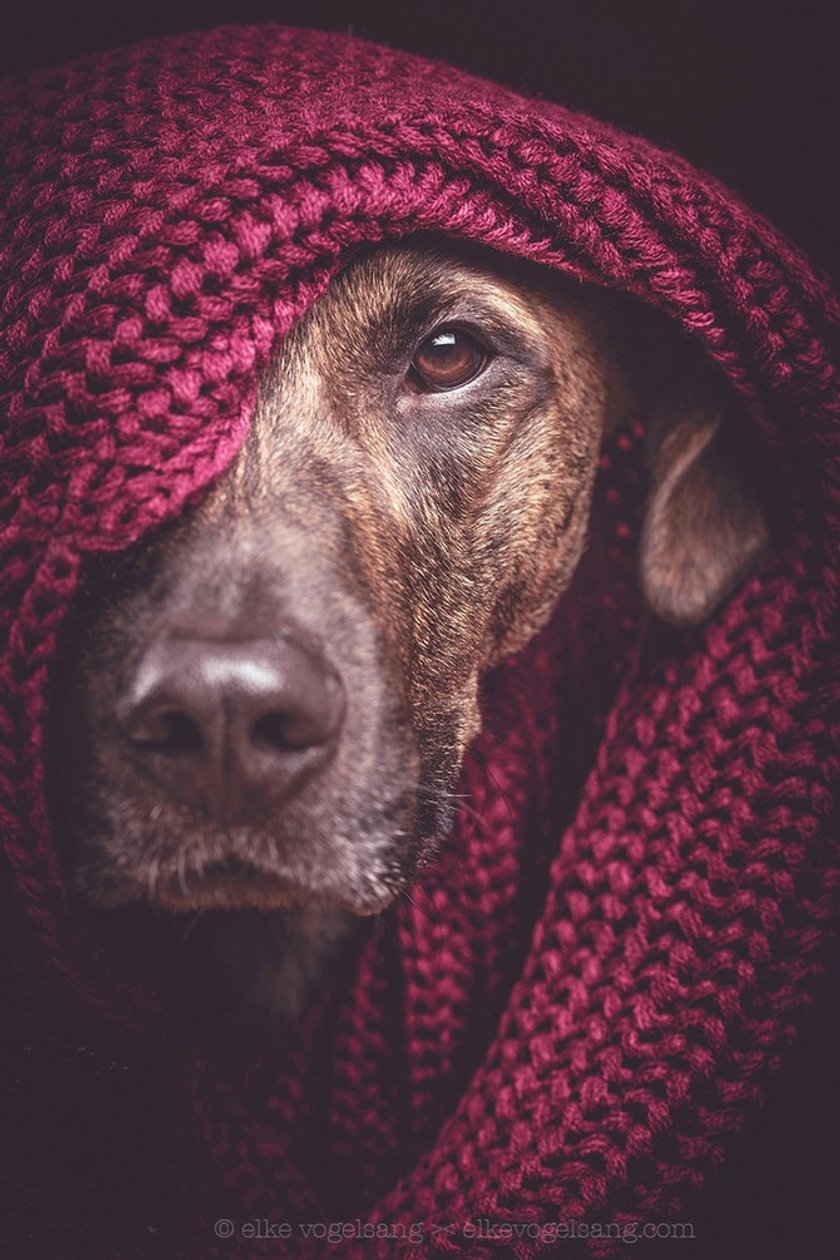 Interview: Elke Vogelsang and her pet friends | Skylum Blog(12)