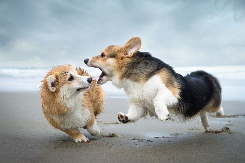 Your photo inspiration: Cats vs. Dogs Image7