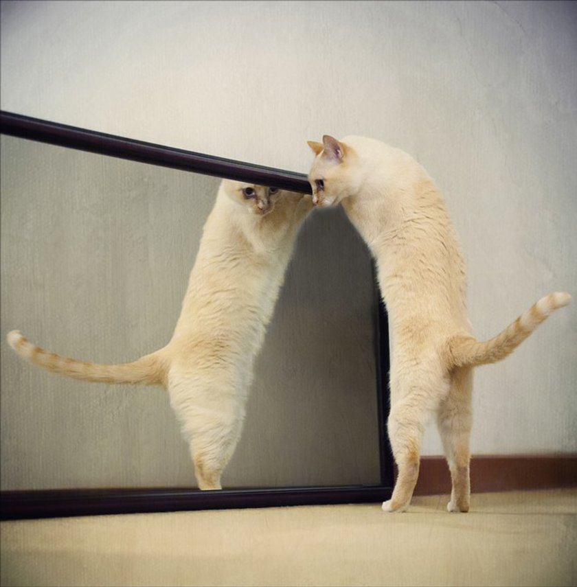 Your photo inspiration: Cats vs. Dogs(22)
