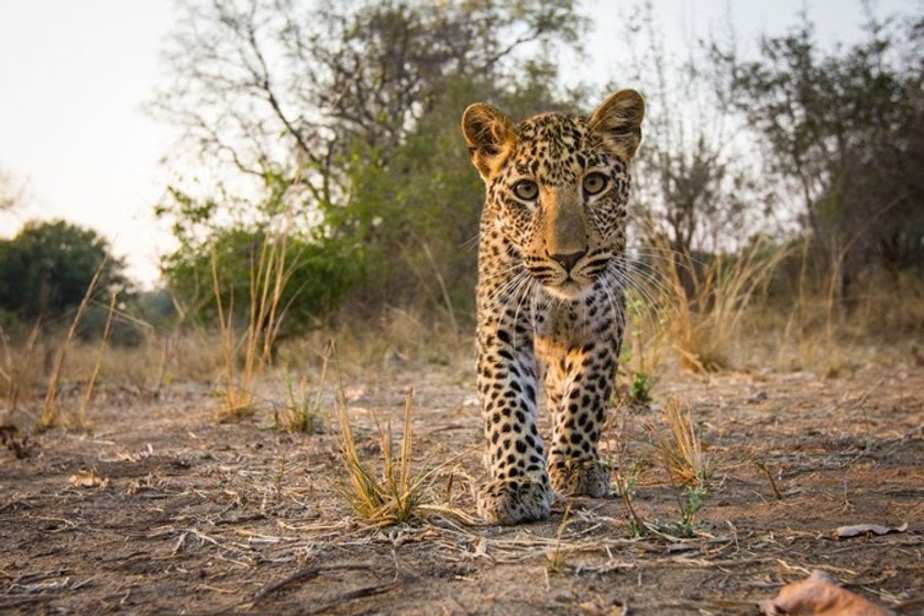 Wild life with Will Burrard-Lucas(3)