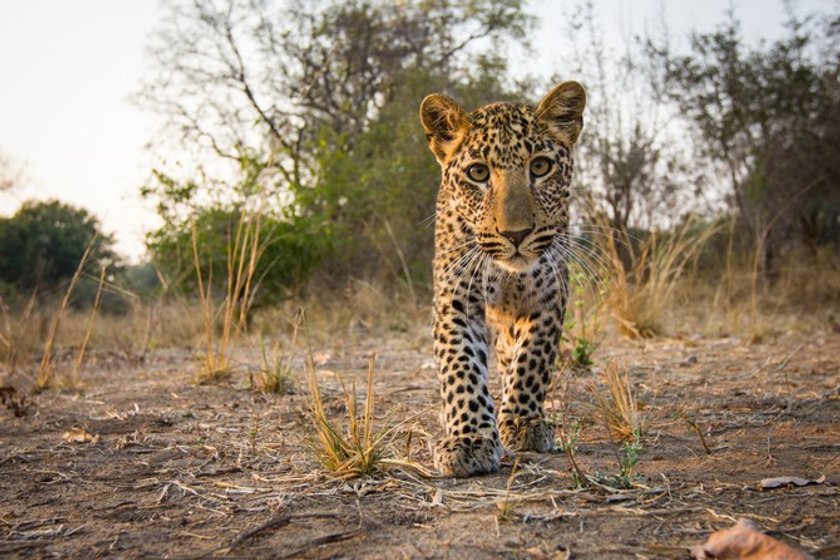 Wild life with Will Burrard-Lucas | Skylum Blog(2)