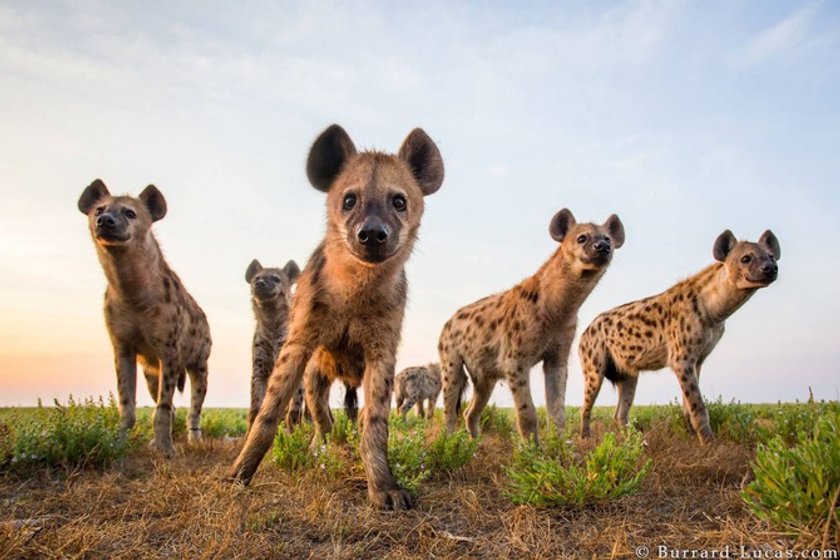 Wild life with Will Burrard-Lucas(4)