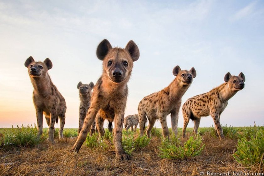 Wild life with Will Burrard-Lucas | Skylum Blog(3)