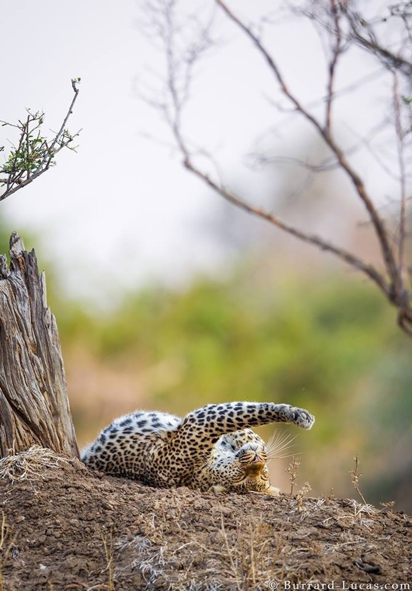 Wild life with Will Burrard-Lucas | Skylum Blog(6)