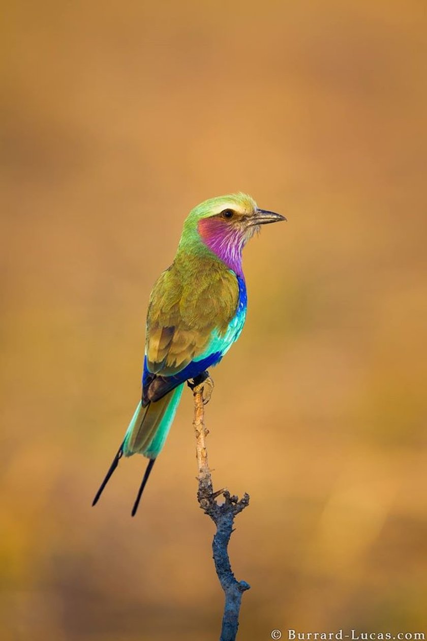 Wild life with Will Burrard-Lucas | Skylum Blog(7)