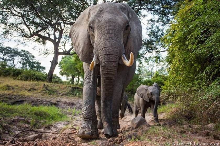 Wild life with Will Burrard-Lucas | Skylum Blog(9)