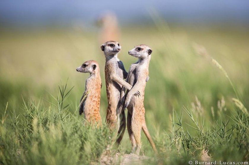 Wild life with Will Burrard-Lucas | Skylum Blog(10)