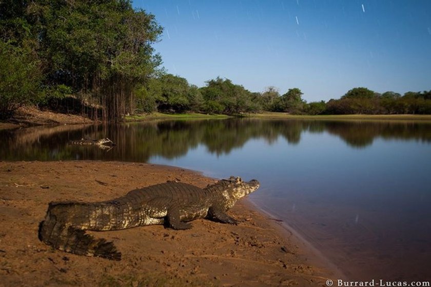 Wild life with Will Burrard-Lucas | Skylum Blog(11)