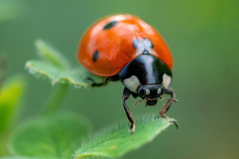 Macro Photography Ideas: 7 Great Inspirations for Stunning Shots Image1