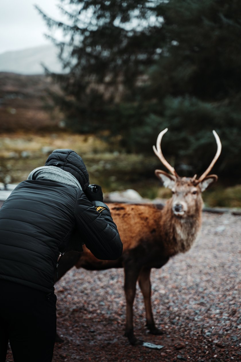 How Becoming a Wildlife Photographer: Insights on Career Prospects Image4