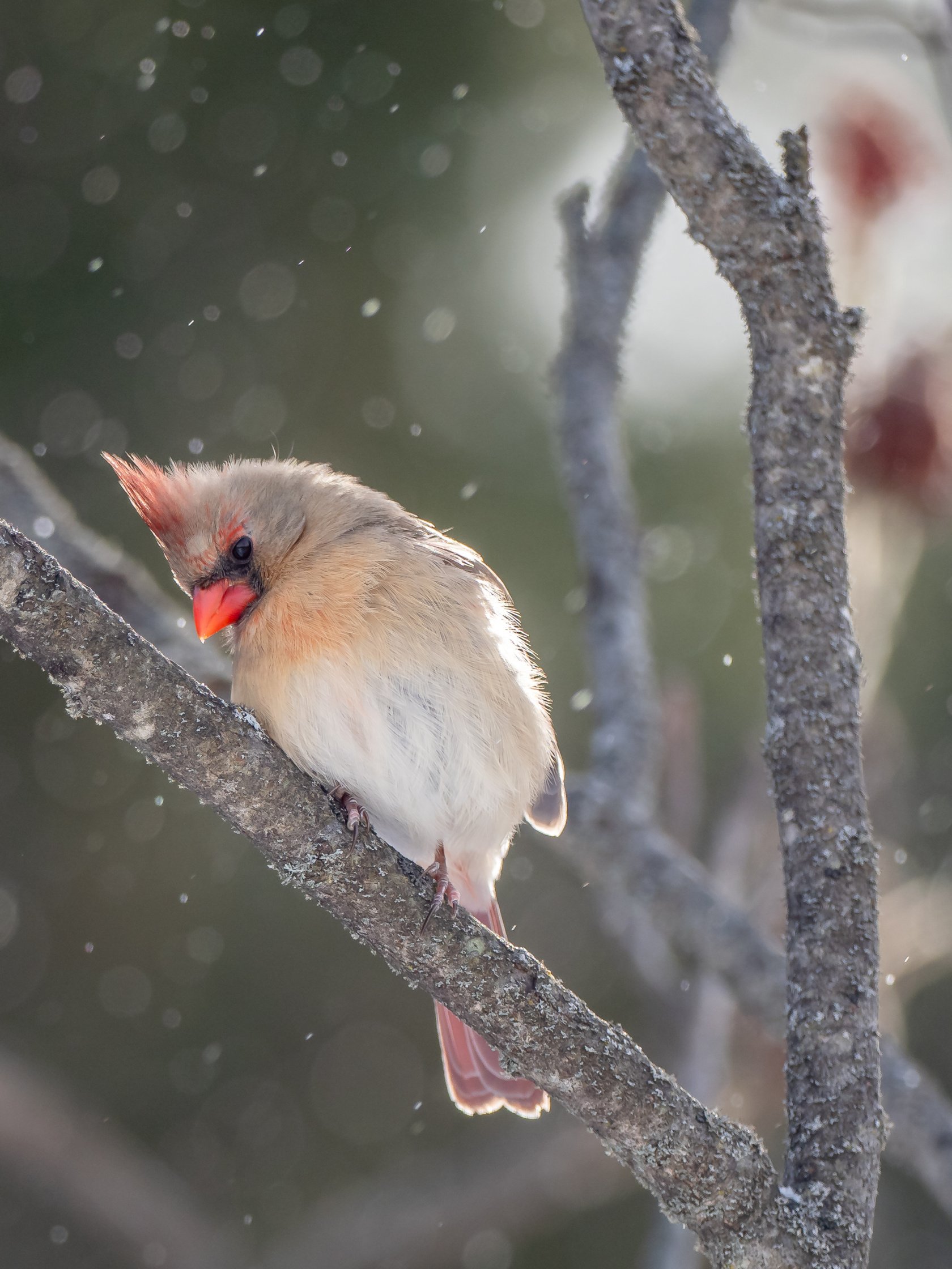 Wildlife Photographer: Career Profile & Salary