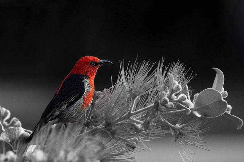 Inspiration: Beautiful Color Splash Photos Image3