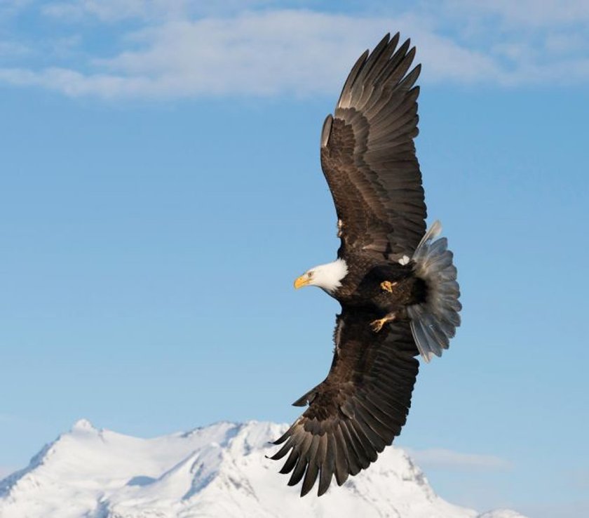 The match made in Heaven: eagle photography & Luminar | Skylum Blog(5)
